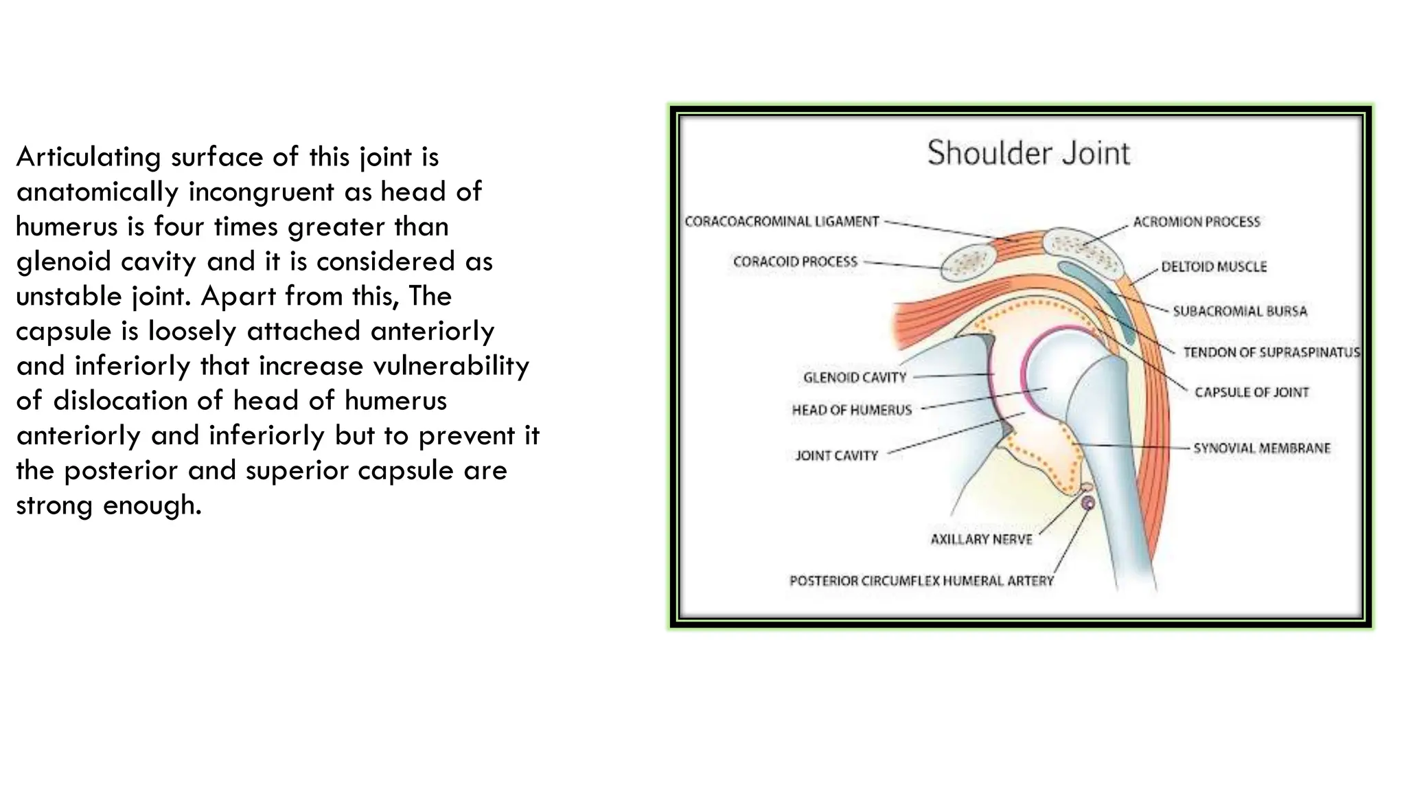 Articulating surface of this joint is
anatomically incongruent as head of
humerus is four times greater than
glenoid cavity and it is considered as
unstable joint. Apart from this, The
capsule is loosely attached anteriorly
and inferiorly that increase vulnerability
of dislocation of head of humerus
anteriorly and inferiorly but to prevent it
the posterior and superior capsule are
strong enough.
 