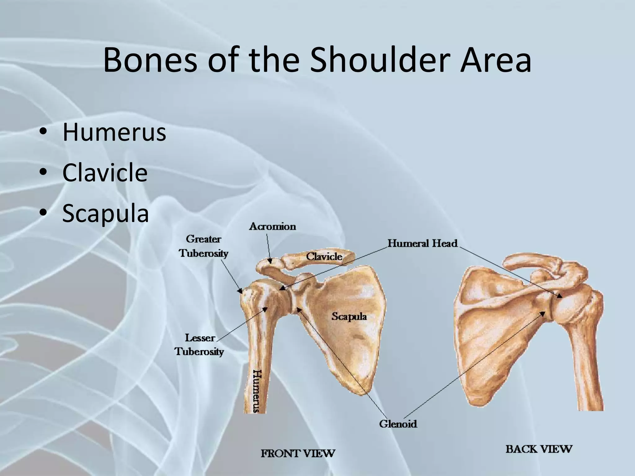 Bones of the Shoulder Area
• Humerus
• Clavicle
• Scapula
 