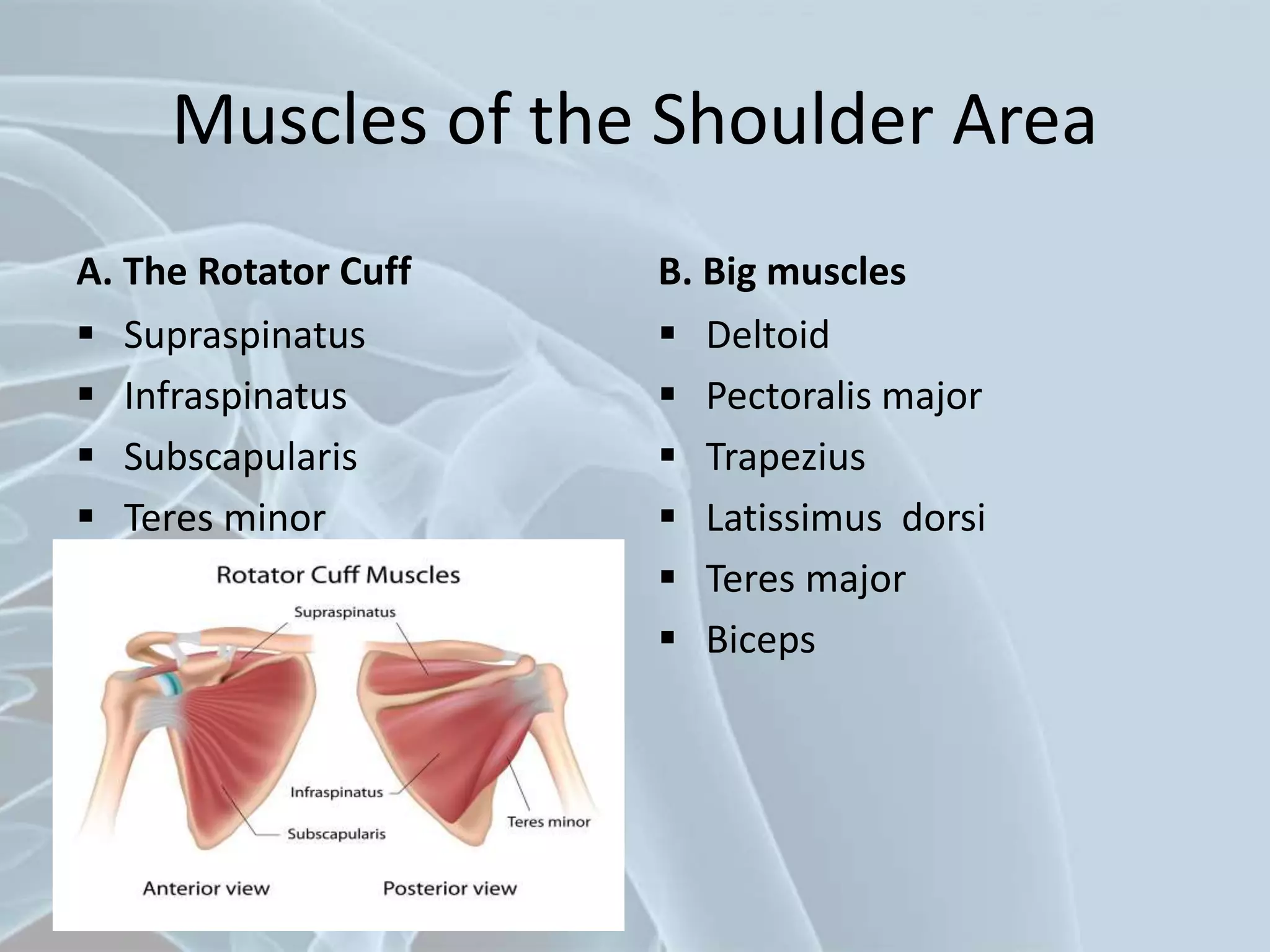 Muscles of the Shoulder Area
A. The Rotator Cuff
 Supraspinatus
 Infraspinatus
 Subscapularis
 Teres minor
B. Big muscles
 Deltoid
 Pectoralis major
 Trapezius
 Latissimus dorsi
 Teres major
 Biceps
 