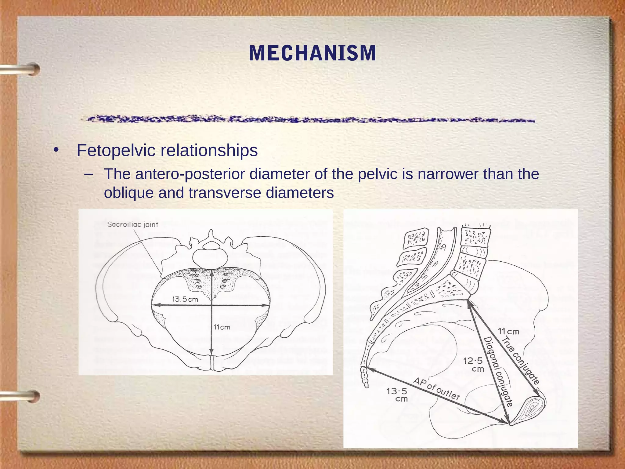 MECHANISM
• Fetopelvic relationships
– The antero-posterior diameter of the pelvic is narrower than the
oblique and transverse diameters
 