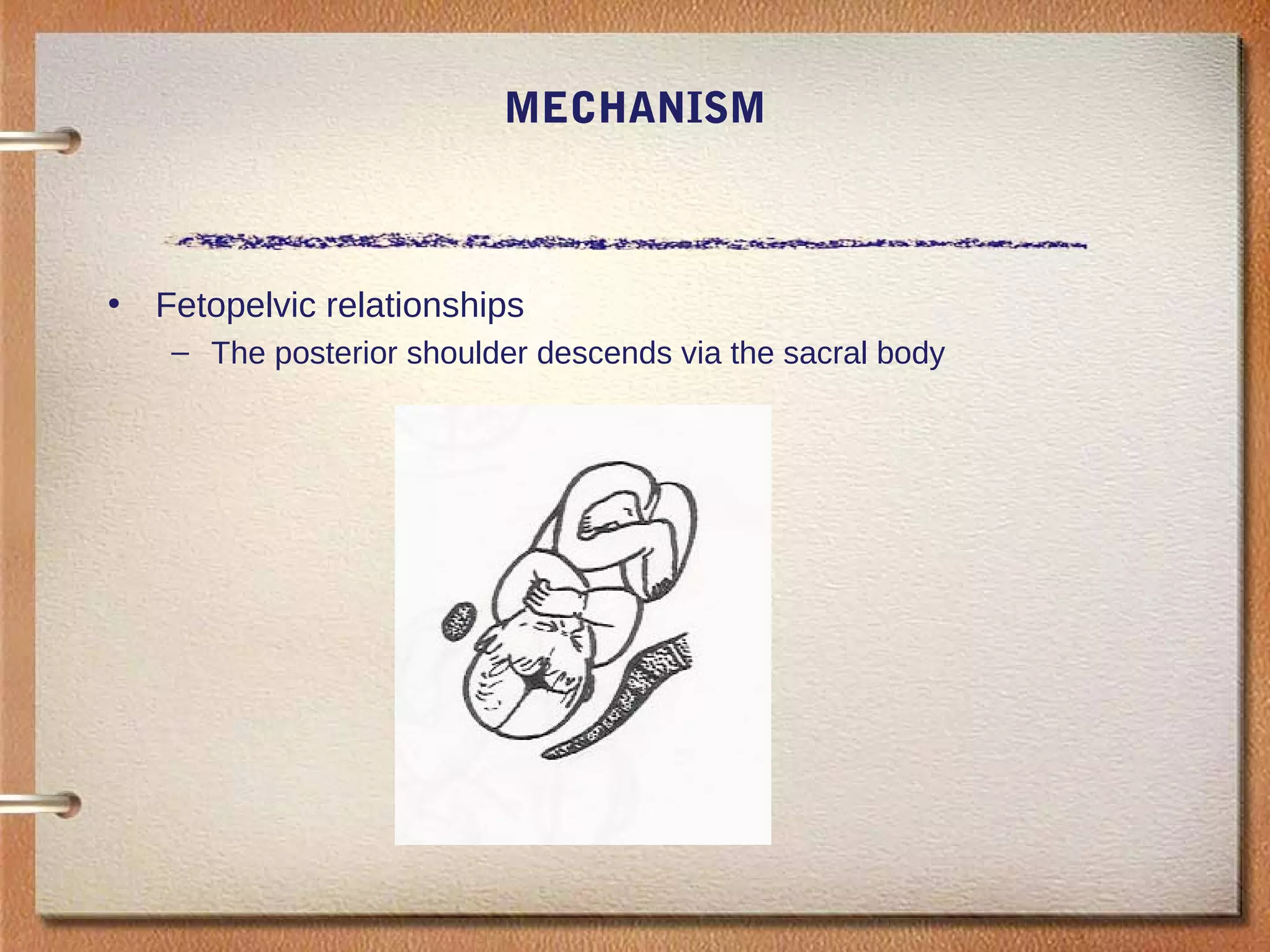 MECHANISM
• Fetopelvic relationships
– The posterior shoulder descends via the sacral body
 