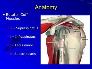 Anatomy
Rotator Cuff
Muscles
– S – Supraspinatus
– I – Infraspinatus
– t - Teres minor
– S- Supscapularis

 