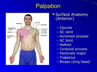 Palpation
Surface Anatomy
(Anterior)
AC joint

biceps

SC joint

–
–
–
–
–
–
–
–
–

Clavicle
SC Joint
Acromion process
AC Joint
Deltoid
Coracoid process
Pectoralis major
Trapezius
Biceps (long head)

 
