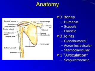 Anatomy
3 Bones
–
–
–

Humerus
Scapula
Clavicle

3 Joints
–
–
–

Glenohumeral
Acromioclavicular
Sternoclavicular

1 “Articulation”
– Scapulothoracic

 
