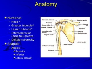 Anatomy
Humerus
–
–
–
–

Head *
Greater tubercle*
Lesser tubercle*
Intertubercular
(bicipital) groove
– Deltoid tuberosity

Scapula
– Angles
Superior
Inferior
Lateral (Head)

 