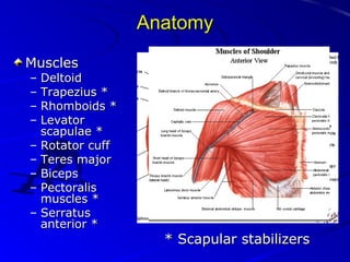 Anatomy
Muscles
–
–
–
–
–
–
–
–
–

Deltoid
Trapezius *
Rhomboids *
Levator
scapulae *
Rotator cuff
Teres major
Biceps
Pectoralis
muscles *
Serratus
anterior *

* Scapular stabilizers

 