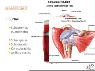    Bursae

     Subacromial
     (Subdeltoid)

     Subscapular
     Subcoracoid
     Coracobrachial
     Axillary   recess
 