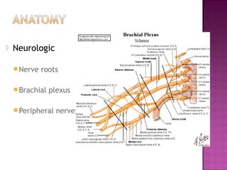    Neurologic

     Nerve   roots

     Brachial   plexus

     Peripheral   nerves
 