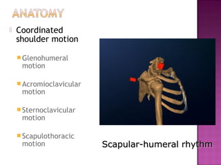    Coordinated
    shoulder motion

     Glenohumeral
     motion

     Acromioclavicular
     motion

     Sternoclavicular
     motion

     Scapulothoracic
     motion               Scapular-humeral rhythm
 