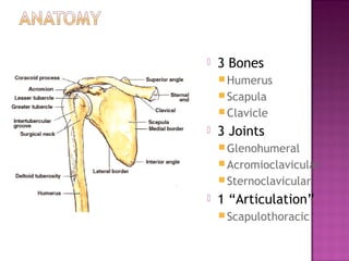    3 Bones
     Humerus
     Scapula
     Clavicle
   3 Joints
     Glenohumeral
     Acromioclavicular
     Sternoclavicular
   1 “Articulation”
     Scapulothoracic
 