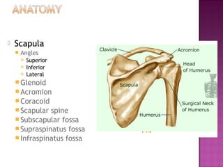    Scapula
       Angles
           Superior
           Inferior
           Lateral
     Glenoid
     Acromion
     Coracoid
     Scapular spine
     Subscapular fossa
     Supraspinatus fossa
     Infraspinatus fossa
 