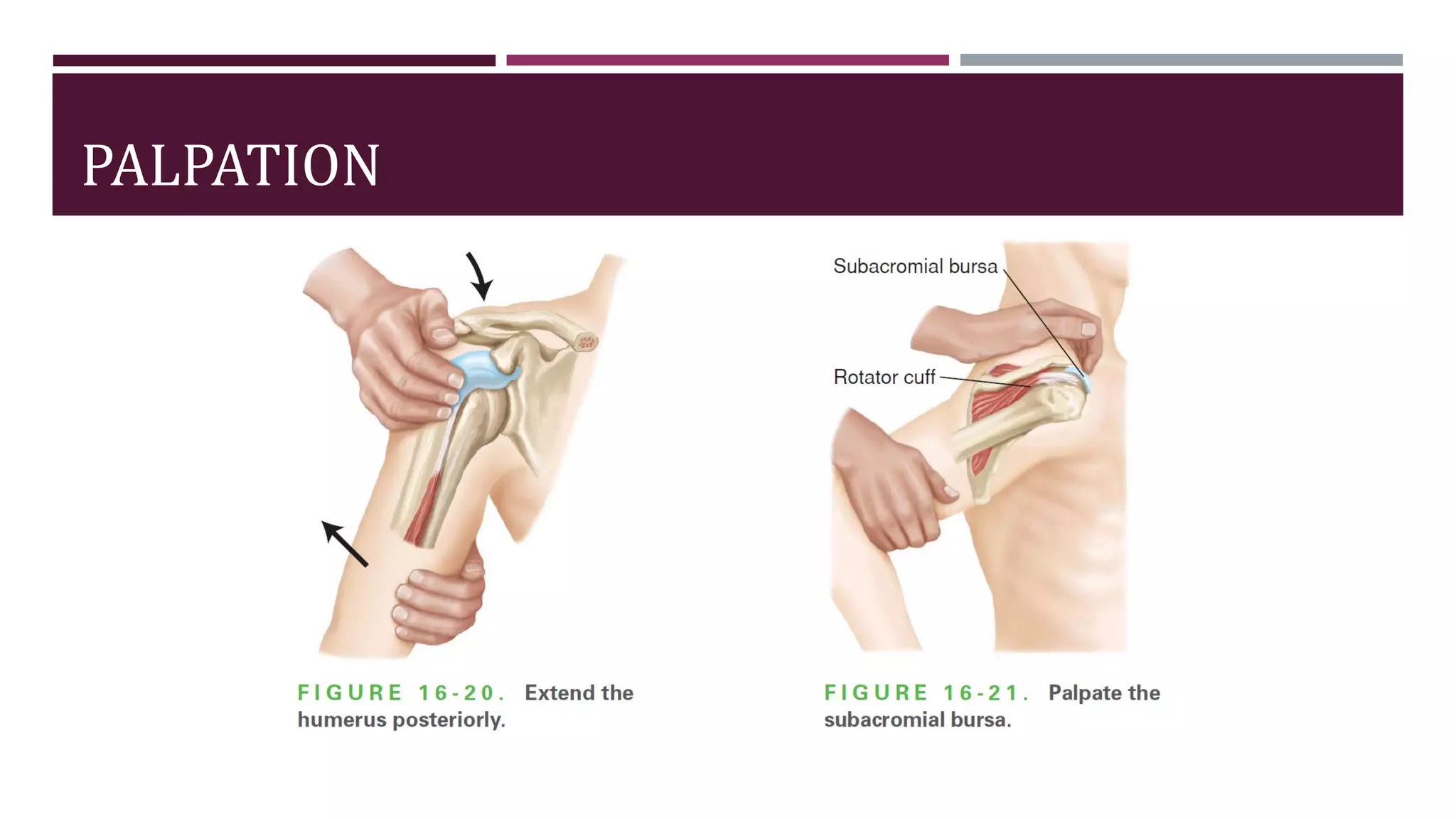 Shoulder Test Rolimons Shoulder Examination.pdf