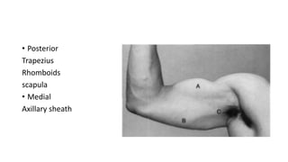 • Posterior
Trapezius
Rhomboids
scapula
• Medial
Axillary sheath
 