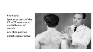 Rhomboids
Spinous process of the
C7 to T5 vertebrae to
medial border of
scapula
Attention position
dorsal scapular nerve
 