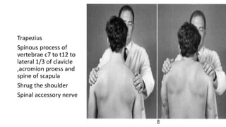 Trapezius
Spinous process of
vertebrae c7 to t12 to
lateral 1/3 of clavicle
,acromion proess and
spine of scapula
Shrug the shoulder
Spinal accessory nerve
 