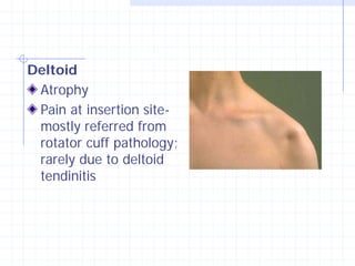 Deltoid
 Atrophy
 Pain at insertion site-
 mostly referred from
 rotator cuff pathology;
 rarely due to deltoid
 tendinitis
 