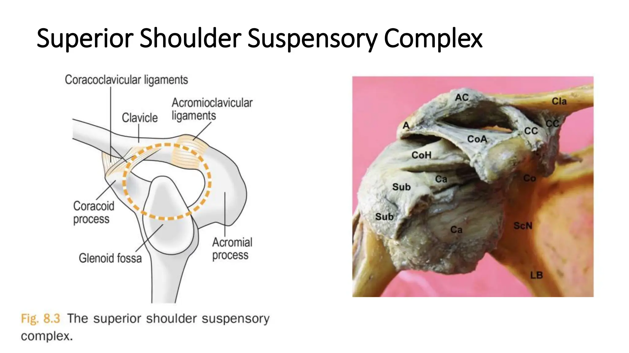 Superior Shoulder Suspensory Complex
 