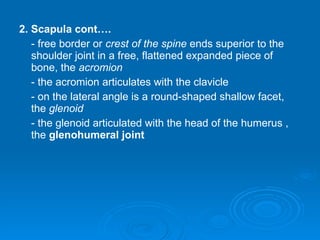 Shoulder girdle1 | PPT