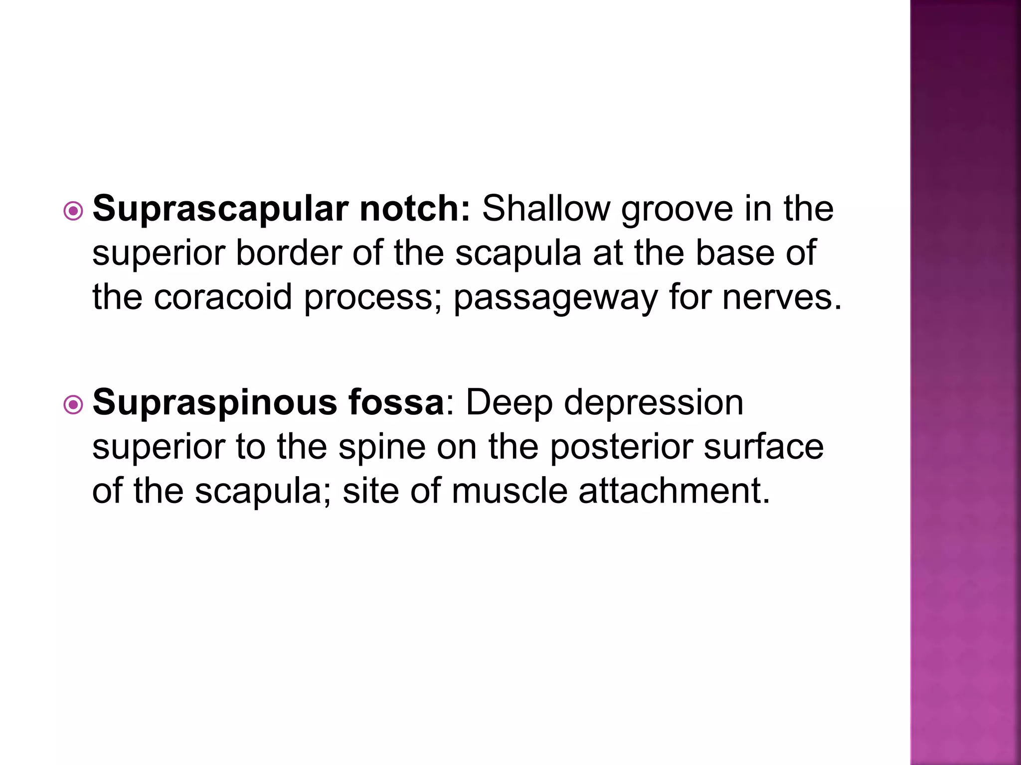  Suprascapular notch: Shallow groove in the
superior border of the scapula at the base of
the coracoid process; passageway for nerves.
 Supraspinous fossa: Deep depression
superior to the spine on the posterior surface
of the scapula; site of muscle attachment.
 