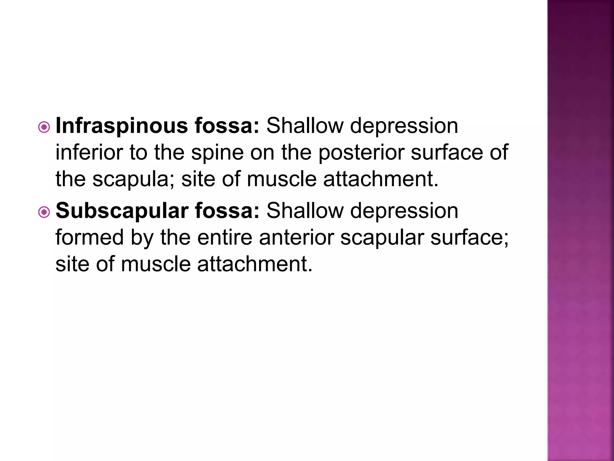  Infraspinous fossa: Shallow depression
inferior to the spine on the posterior surface of
the scapula; site of muscle attachment.
 Subscapular fossa: Shallow depression
formed by the entire anterior scapular surface;
site of muscle attachment.
 
