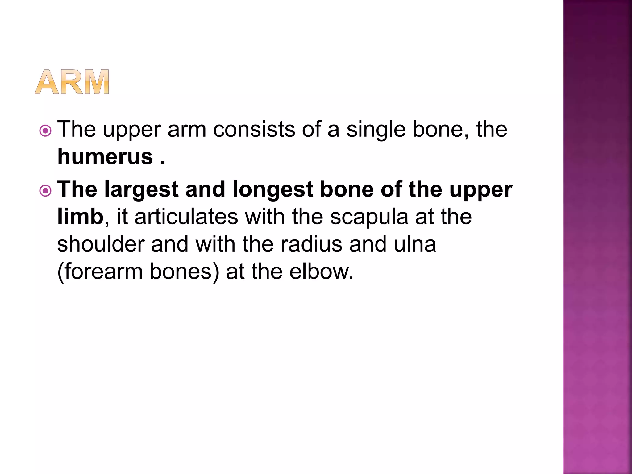  The upper arm consists of a single bone, the
humerus .
 The largest and longest bone of the upper
limb, it articulates with the scapula at the
shoulder and with the radius and ulna
(forearm bones) at the elbow.
 