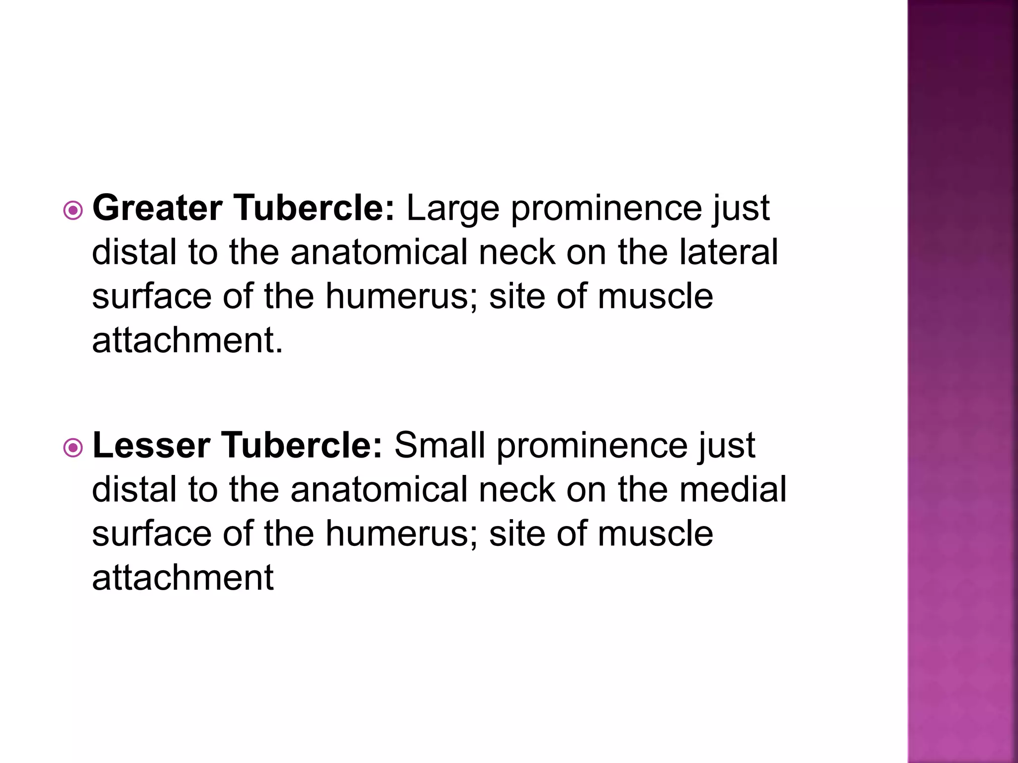  Greater Tubercle: Large prominence just
distal to the anatomical neck on the lateral
surface of the humerus; site of muscle
attachment.
 Lesser Tubercle: Small prominence just
distal to the anatomical neck on the medial
surface of the humerus; site of muscle
attachment
 