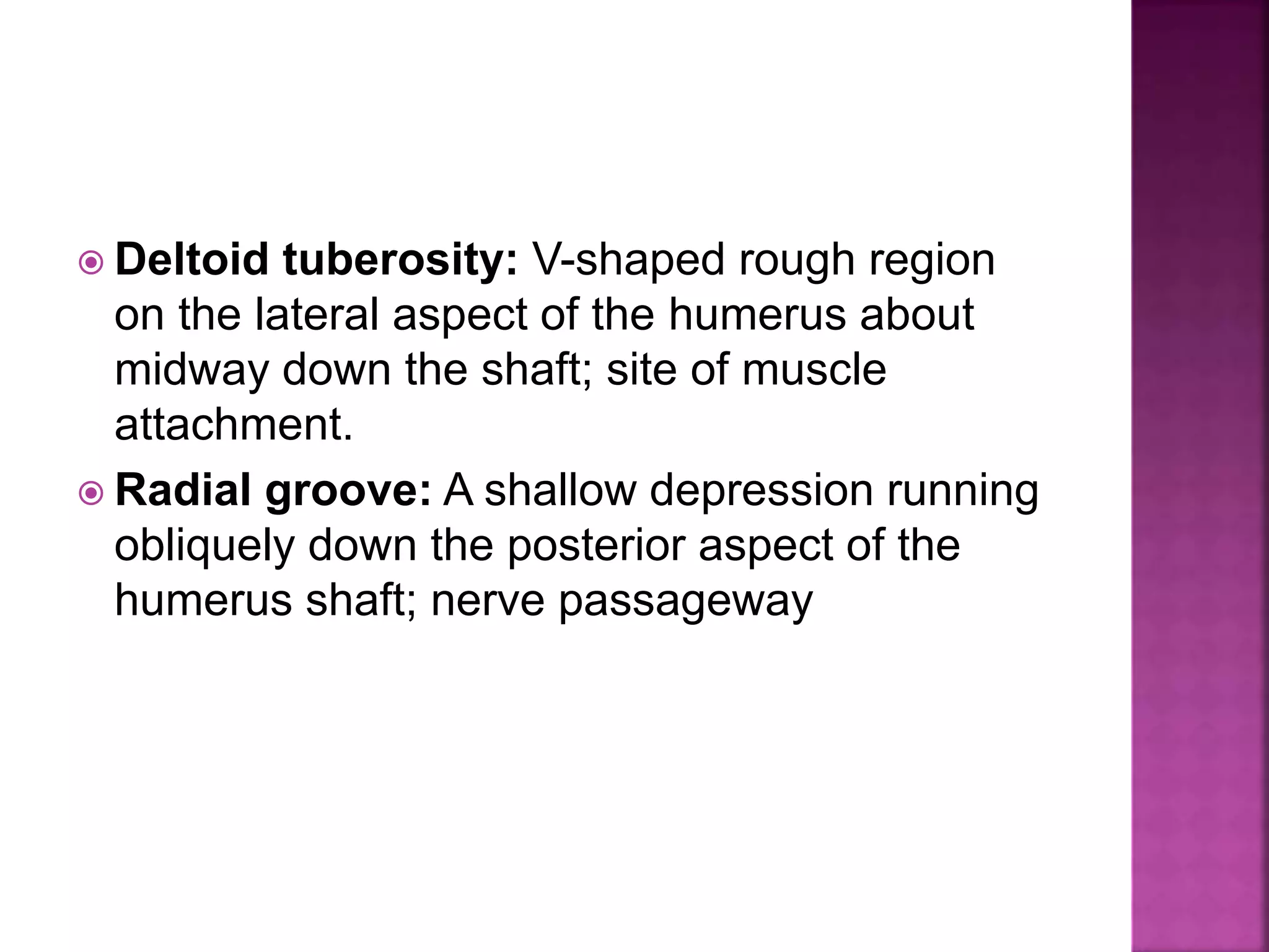  Deltoid tuberosity: V-shaped rough region
on the lateral aspect of the humerus about
midway down the shaft; site of muscle
attachment.
 Radial groove: A shallow depression running
obliquely down the posterior aspect of the
humerus shaft; nerve passageway
 