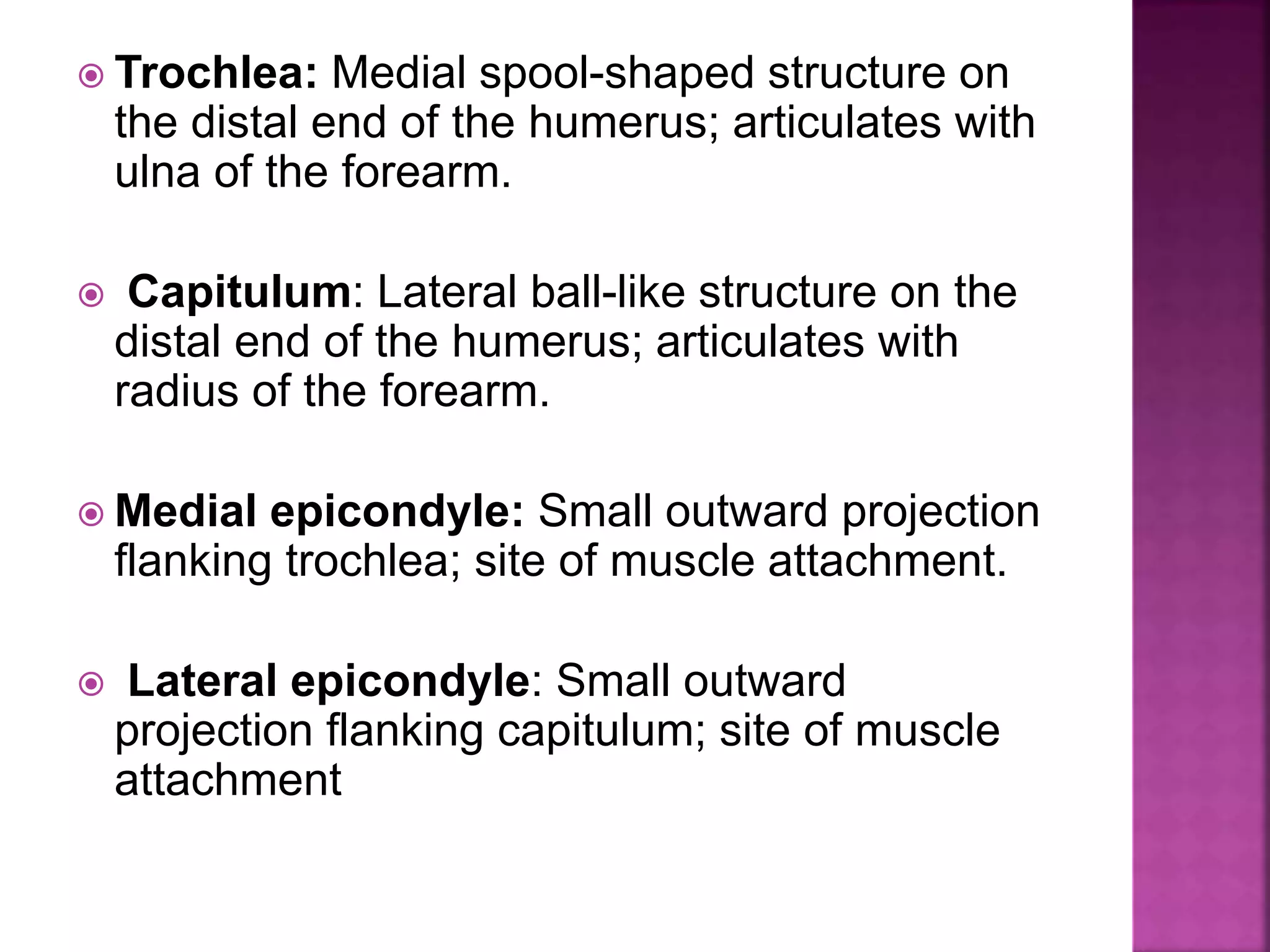  Trochlea: Medial spool-shaped structure on
the distal end of the humerus; articulates with
ulna of the forearm.
 Capitulum: Lateral ball-like structure on the
distal end of the humerus; articulates with
radius of the forearm.
 Medial epicondyle: Small outward projection
flanking trochlea; site of muscle attachment.
 Lateral epicondyle: Small outward
projection flanking capitulum; site of muscle
attachment
 