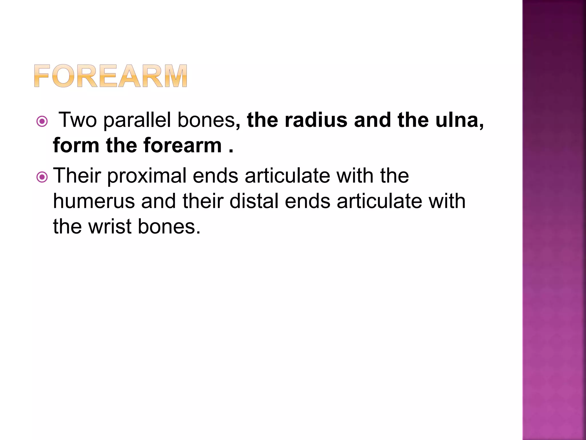  Two parallel bones, the radius and the ulna,
form the forearm .
 Their proximal ends articulate with the
humerus and their distal ends articulate with
the wrist bones.
 