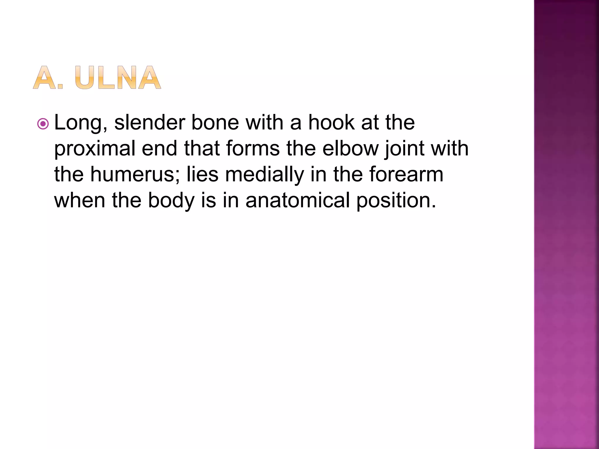  Long, slender bone with a hook at the
proximal end that forms the elbow joint with
the humerus; lies medially in the forearm
when the body is in anatomical position.
 