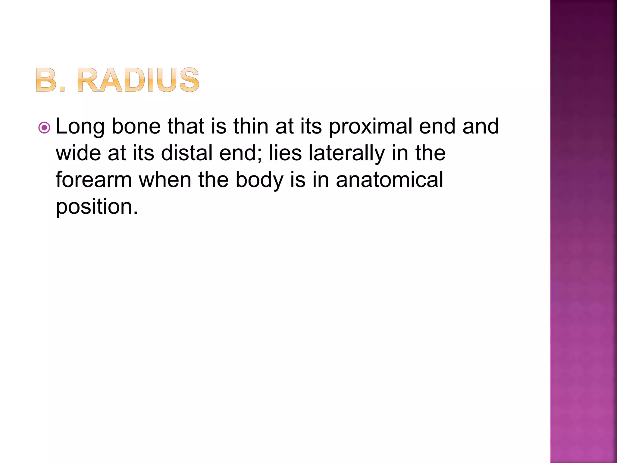  Long bone that is thin at its proximal end and
wide at its distal end; lies laterally in the
forearm when the body is in anatomical
position.
 