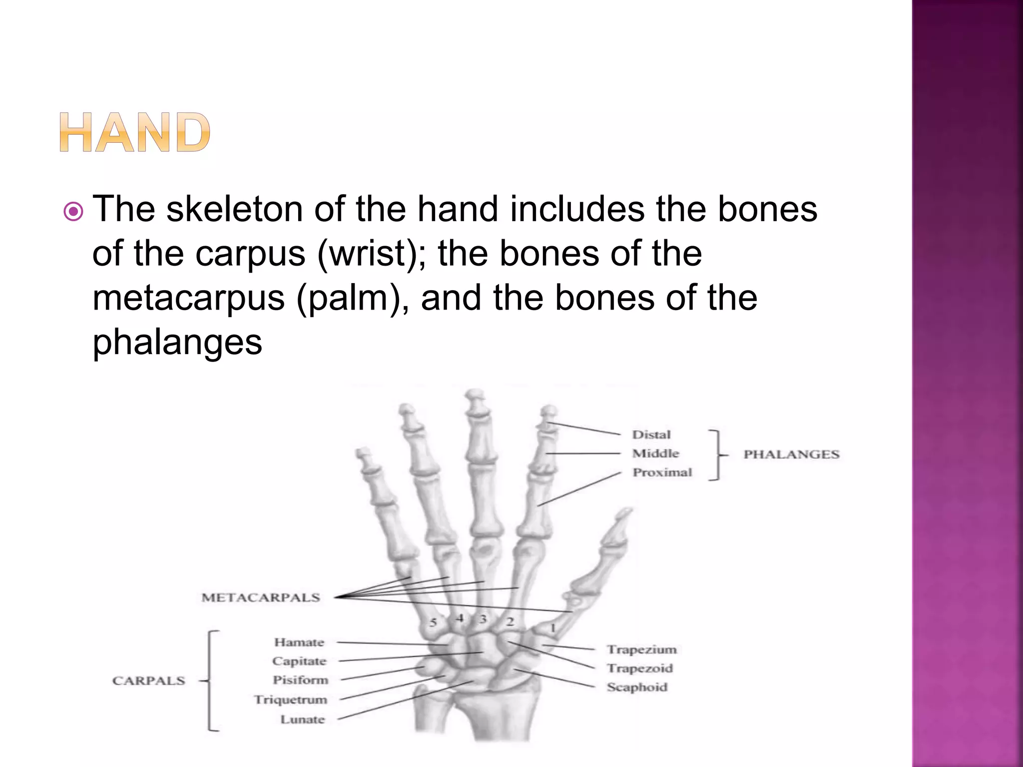  The skeleton of the hand includes the bones
of the carpus (wrist); the bones of the
metacarpus (palm), and the bones of the
phalanges
 