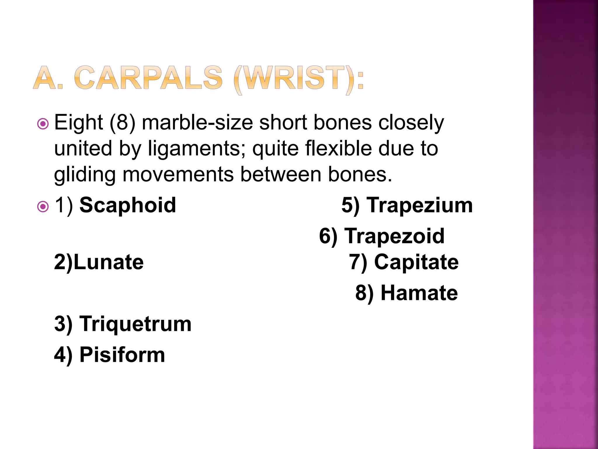  Eight (8) marble-size short bones closely
united by ligaments; quite flexible due to
gliding movements between bones.
 1) Scaphoid 5) Trapezium
6) Trapezoid
2)Lunate 7) Capitate
8) Hamate
3) Triquetrum
4) Pisiform
 