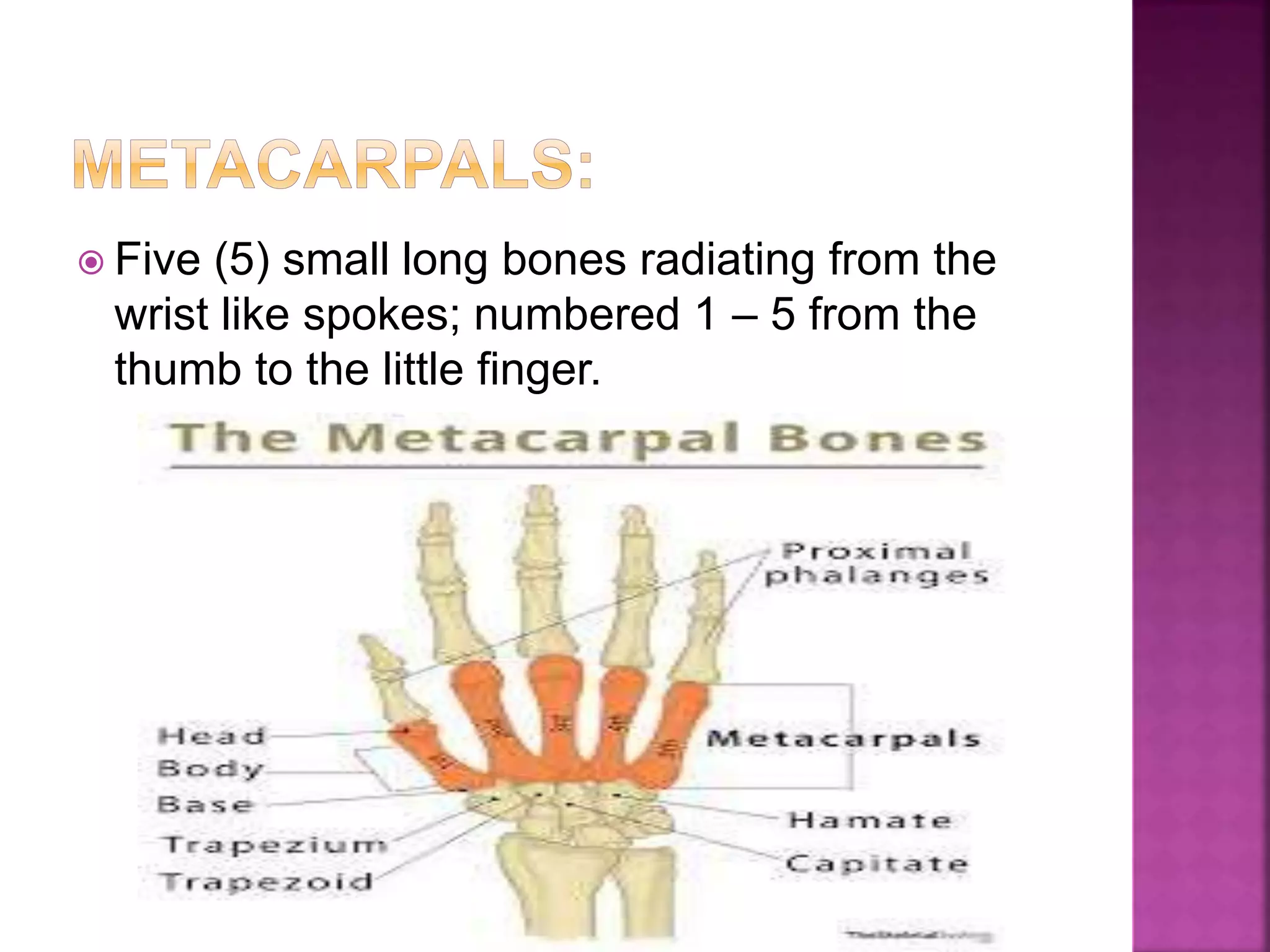  Five (5) small long bones radiating from the
wrist like spokes; numbered 1 – 5 from the
thumb to the little finger.
 