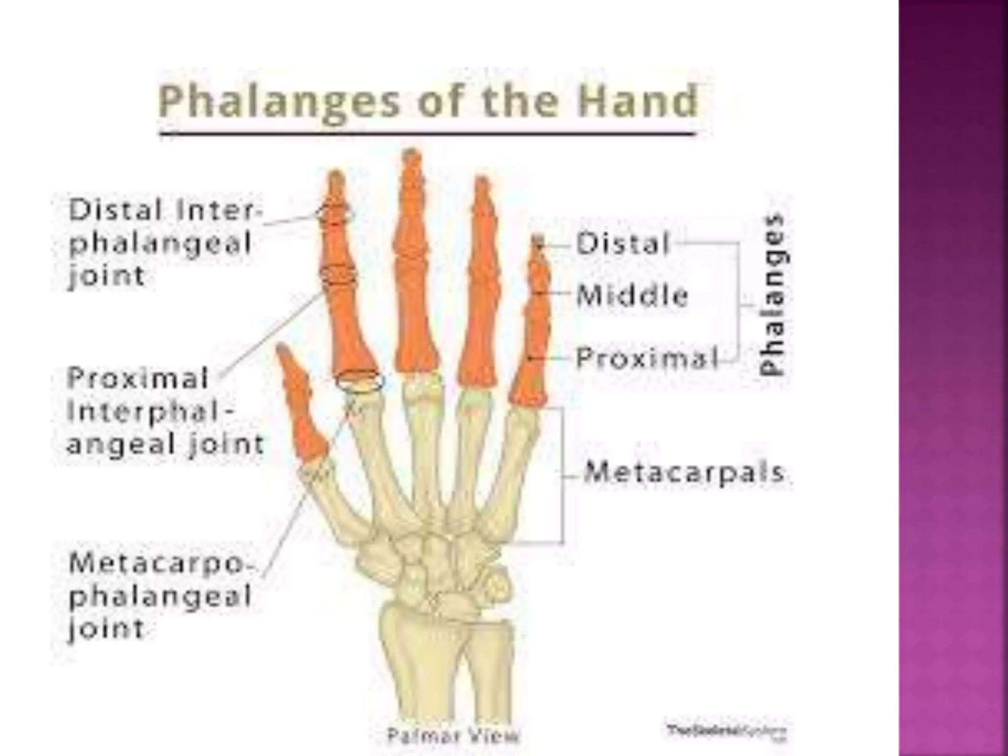 Appendicular Skeleton-Shoulder girdle and upper limb
