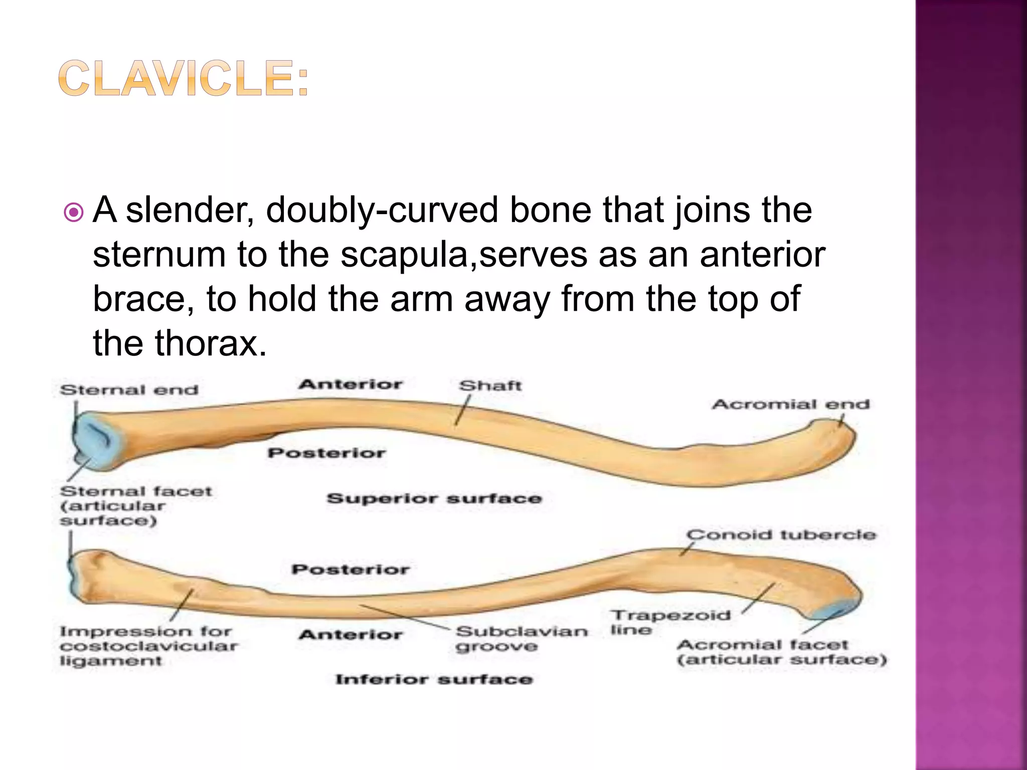  A slender, doubly-curved bone that joins the
sternum to the scapula,serves as an anterior
brace, to hold the arm away from the top of
the thorax.
 