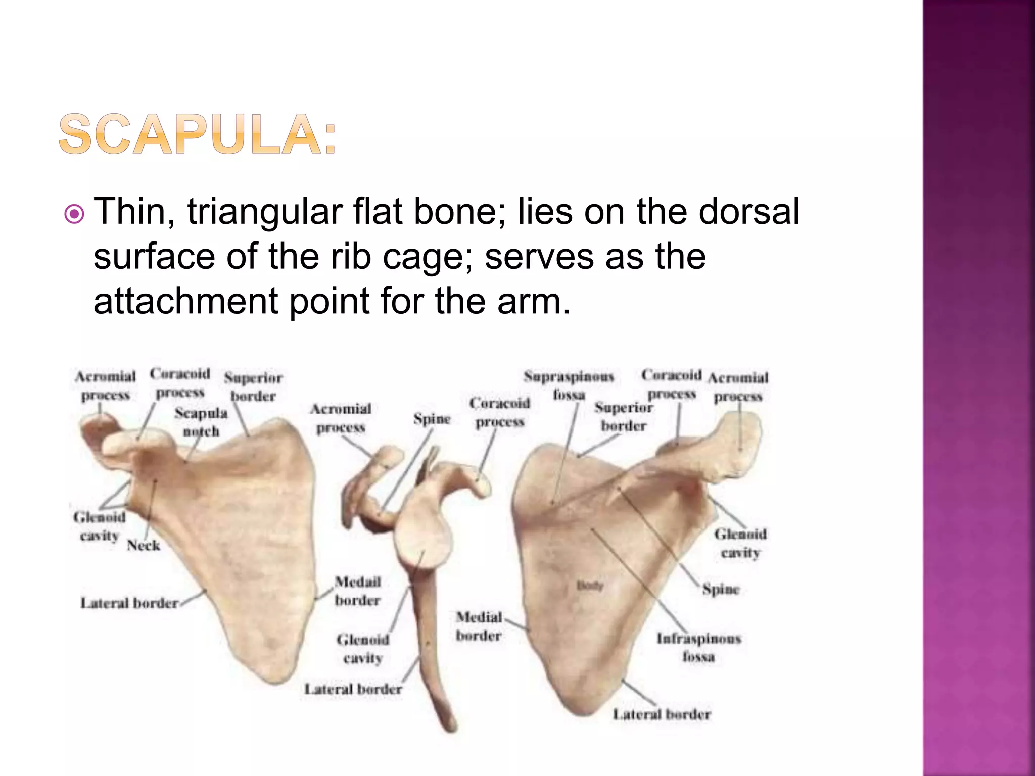  Thin, triangular flat bone; lies on the dorsal
surface of the rib cage; serves as the
attachment point for the arm.
 