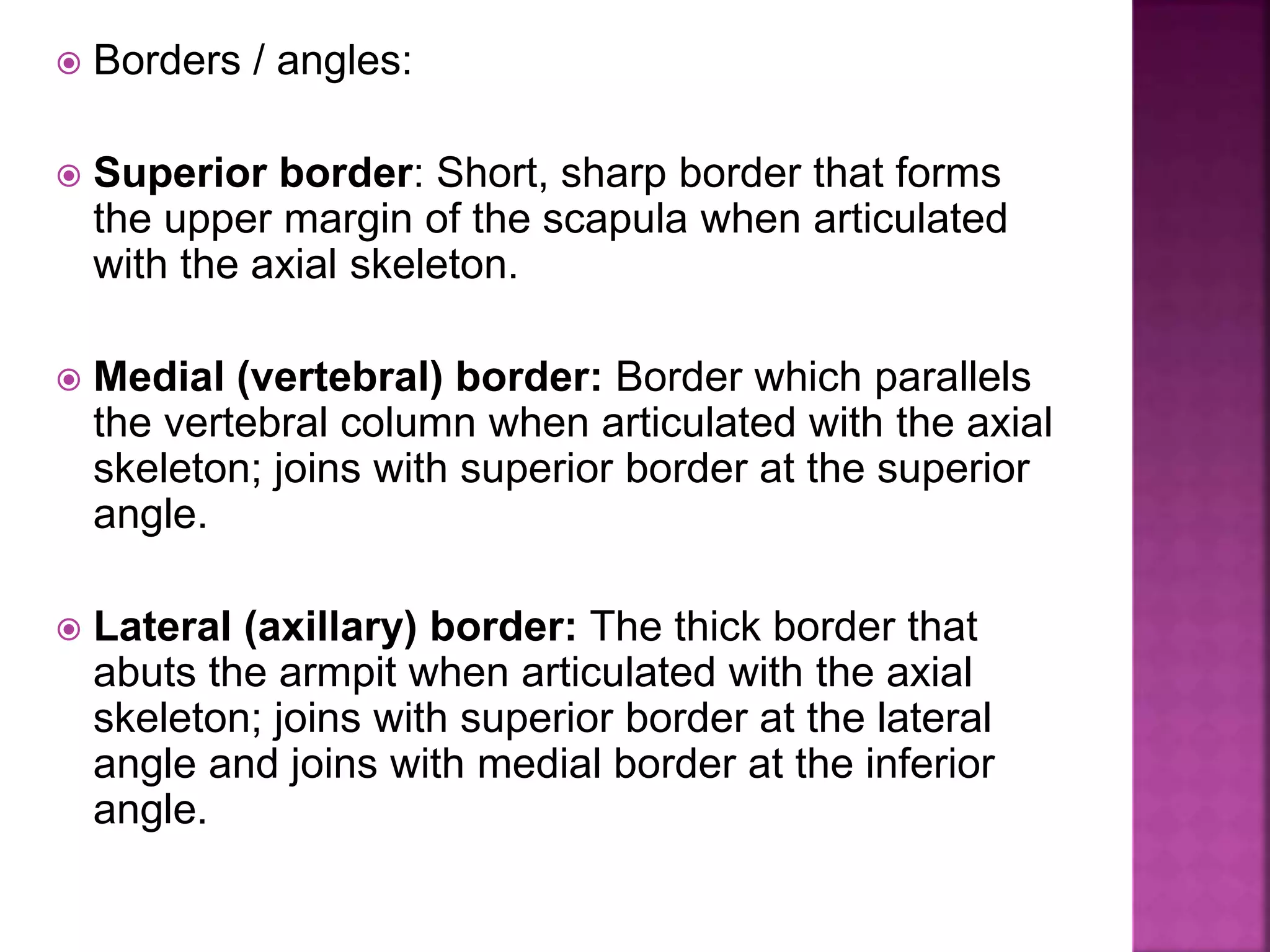  Borders / angles:
 Superior border: Short, sharp border that forms
the upper margin of the scapula when articulated
with the axial skeleton.
 Medial (vertebral) border: Border which parallels
the vertebral column when articulated with the axial
skeleton; joins with superior border at the superior
angle.
 Lateral (axillary) border: The thick border that
abuts the armpit when articulated with the axial
skeleton; joins with superior border at the lateral
angle and joins with medial border at the inferior
angle.
 