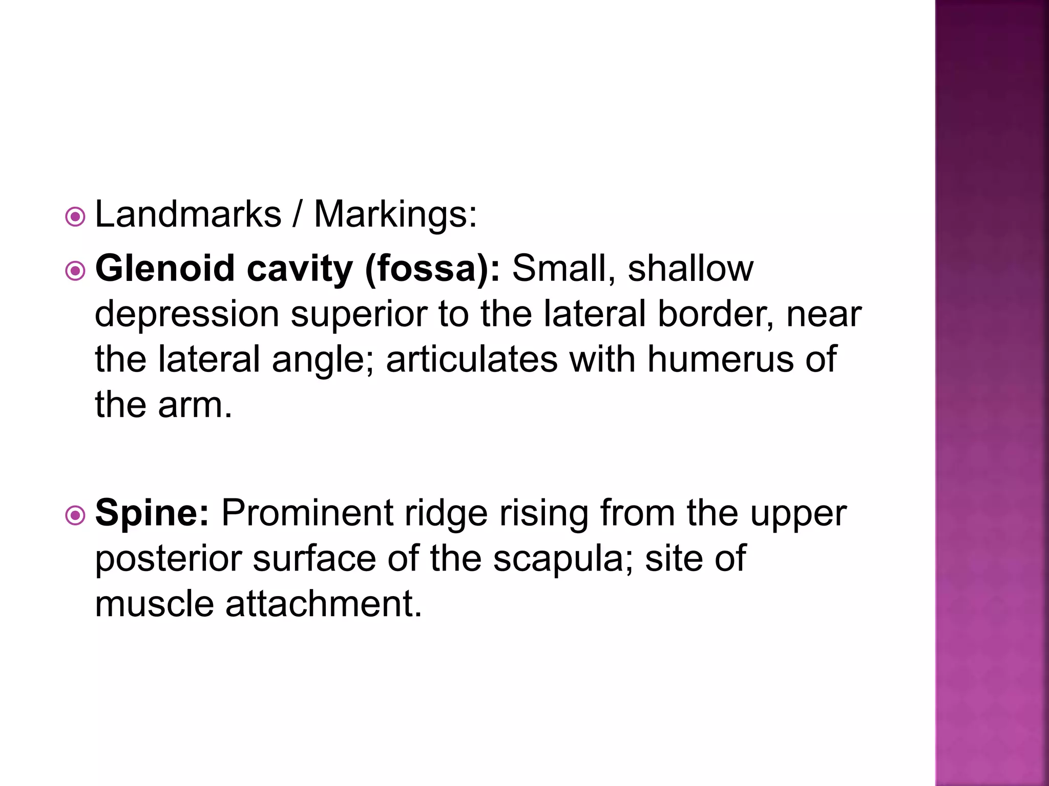  Landmarks / Markings:
 Glenoid cavity (fossa): Small, shallow
depression superior to the lateral border, near
the lateral angle; articulates with humerus of
the arm.
 Spine: Prominent ridge rising from the upper
posterior surface of the scapula; site of
muscle attachment.
 