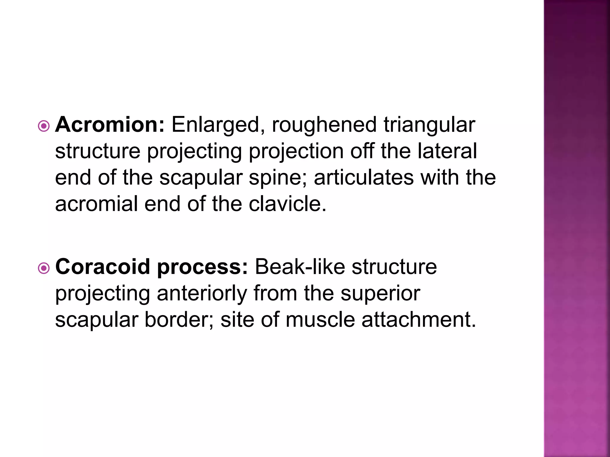  Acromion: Enlarged, roughened triangular
structure projecting projection off the lateral
end of the scapular spine; articulates with the
acromial end of the clavicle.
 Coracoid process: Beak-like structure
projecting anteriorly from the superior
scapular border; site of muscle attachment.
 