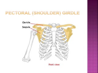 pectoral girdle bones and markings Diagram