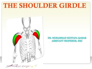 PPT - Pectoral Girdle PowerPoint Presentation, free download - ID