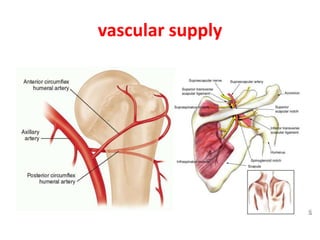 vascular supply
 