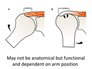 May not be anatomical but functional
and dependent on arm position
 