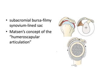 • subacromial bursa-filmy
synovium-lined sac
• Matsen’s concept of the
“humeroscapular
articulation”
 