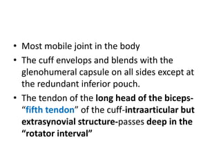 • Most mobile joint in the body
• The cuff envelops and blends with the
glenohumeral capsule on all sides except at
the redundant inferior pouch.
• The tendon of the long head of the biceps-
“fifth tendon” of the cuff-intraarticular but
extrasynovial structure-passes deep in the
“rotator interval”
 