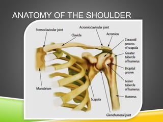 ANATOMY OF THE SHOULDER 
 