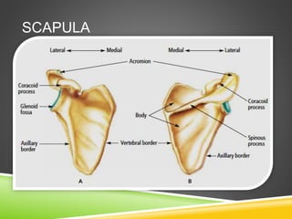 SCAPULA 
 