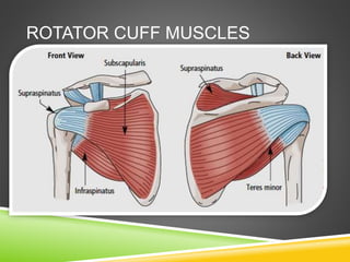 ROTATOR CUFF MUSCLES 
 
