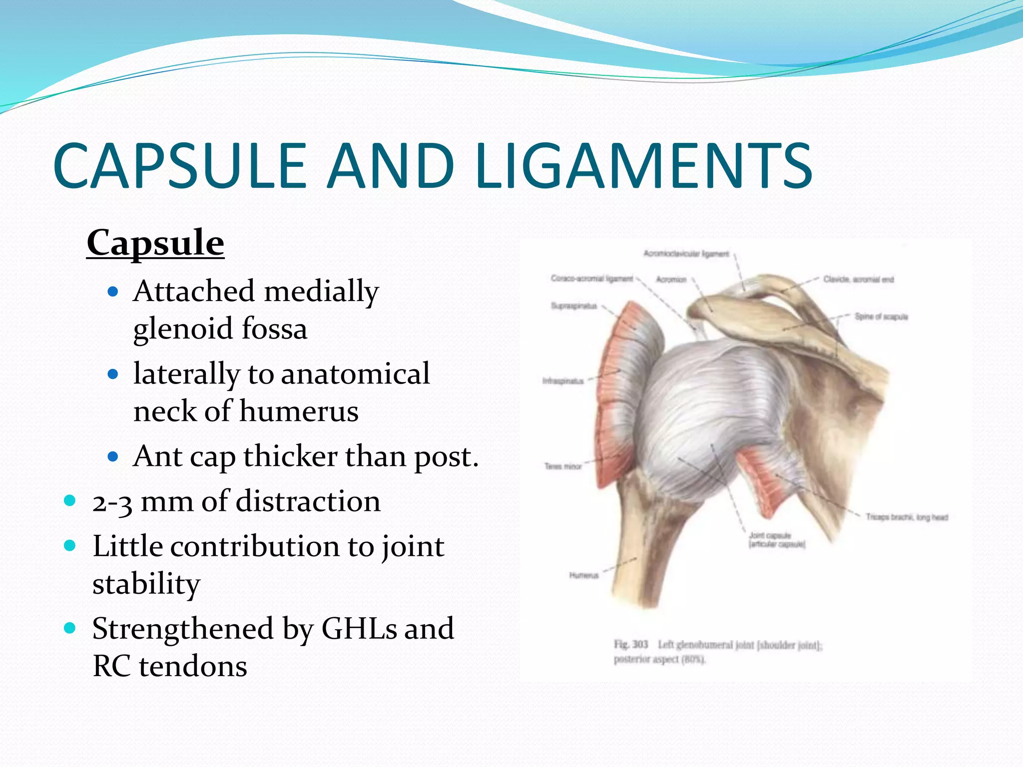 Shoulder instability (anatomy,types, management ) | PPTX